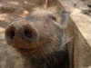 Bush Pig